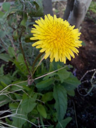 336x448  34 KB. Big one: 2448x3264  867 KB