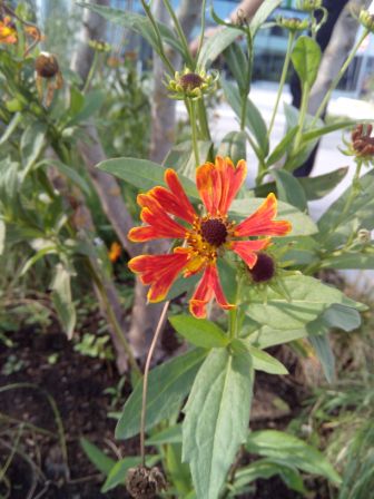 336x448  42 KB. Big one: 2448x3264  989 KB