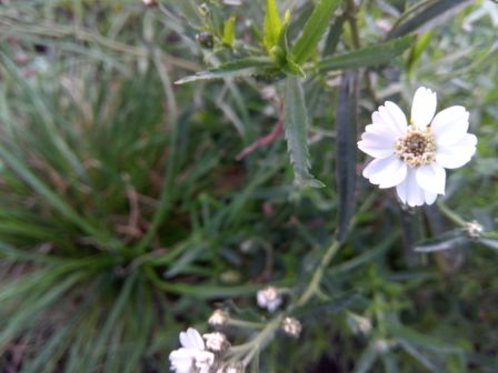 448x336  32 KB. Big one: 3264x2448  850 KB