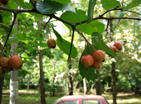 450x333  194 KB. Big one: 4208x3120  2172 KB