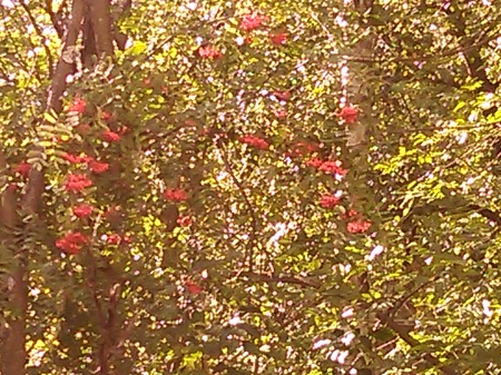 450x337  107 KB. Big one: 3264x2448  2044 KB