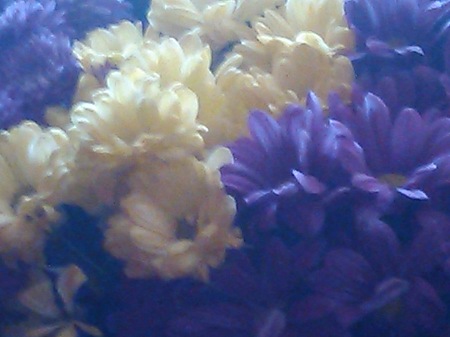 450x337  39 KB. Big one: 3264x2448  978 KB