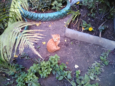 450x337  101 KB. Big one: 3264x2448  3457 KB