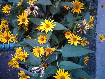 450x337  90 KB. Big one: 3264x2448  2663 KB