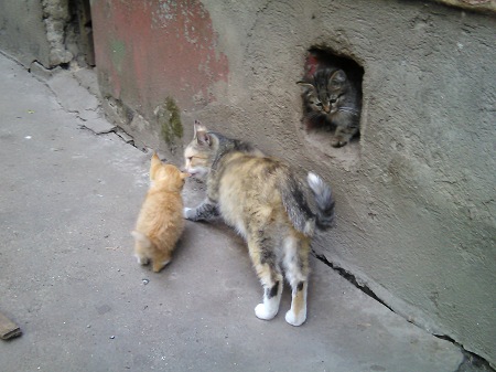 450x337  54 KB. Big one: 3264x2448  1708 KB