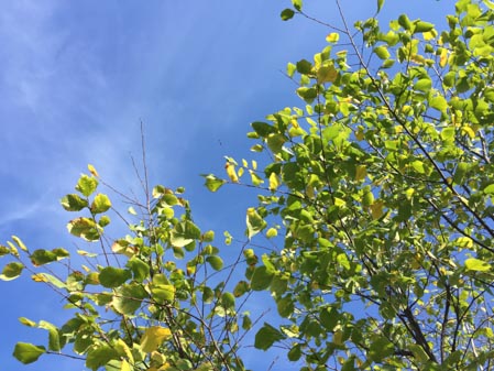 449x337  55 KB. Big one: 3264x2448  3679 KB