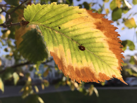 449x337  51 KB. Big one: 3264x2448  2425 KB