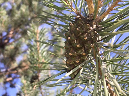 449x337  49 KB. Big one: 3264x2448  2758 KB