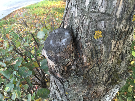 450x338  230 KB. Big one: 3264x2448  3596 KB