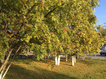 450x338  293 KB. Big one: 3264x2448  4690 KB