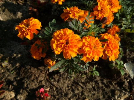 448x336  87 KB. Big one: 4608x3456  6352 KB