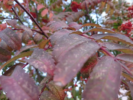 449x337  59 KB. Big one: 3264x2448  2619 KB