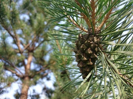 449x337  49 KB. Big one: 3264x2448  2924 KB