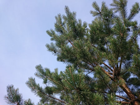 449x337  55 KB. Big one: 3264x2448  4188 KB