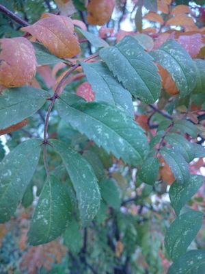 300x400  29 KB. Big one: 3936x5248  7958 KB