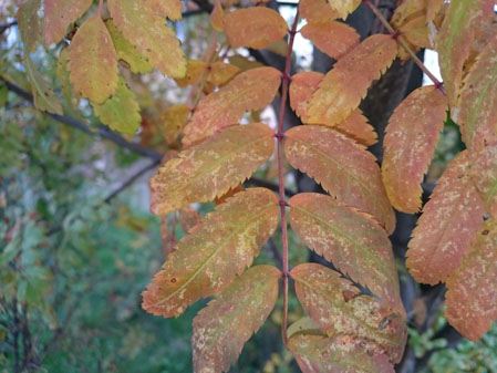 449x337  48 KB. Big one: 3264x2448  2796 KB