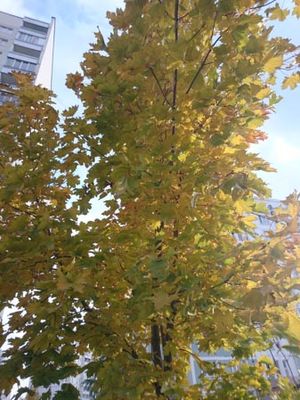 300x400  40 KB. Big one: 3936x5248  8767 KB