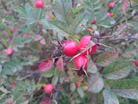 449x337  60 KB. Big one: 5248x3936  7751 KB