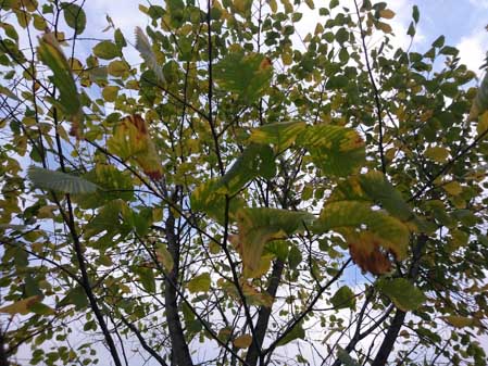 449x337  55 KB. Big one: 5248x3936  9340 KB