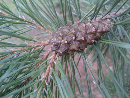 449x337  53 KB. Big one: 5248x3936  8461 KB