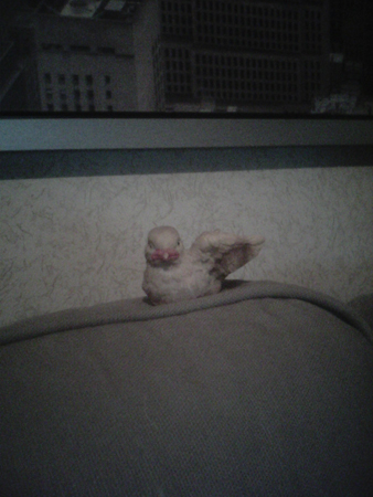 338x450  146 KB. Big one: 1200x1600  320 KB