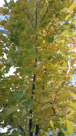 253x449  53 KB. Big one: 2160x3840  3745 KB