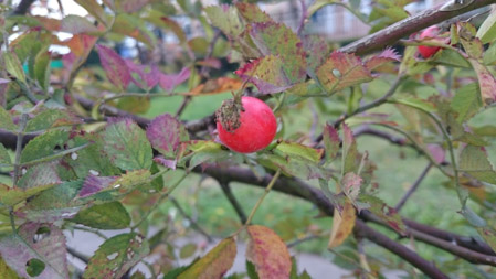 449x253  50 KB. Big one: 3840x2160  3062 KB