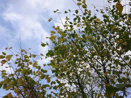 449x337  48 KB. Big one: 5248x3936  9194 KB