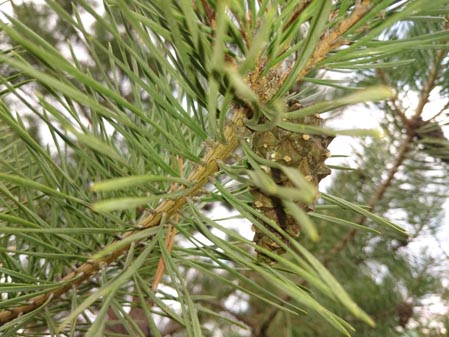 449x337  48 KB. Big one: 5248x3936  7840 KB