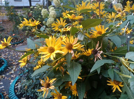 450x333  93 KB. Big one: 4208x3120  4013 KB