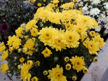 450x338  237 KB. Big one: 4160x3120  1968 KB