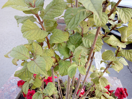 450x338  225 KB. Big one: 4160x3120  2206 KB