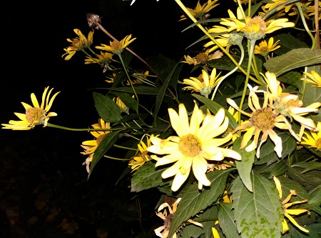 450x333  74 KB. Big one: 4208x3120  3420 KB