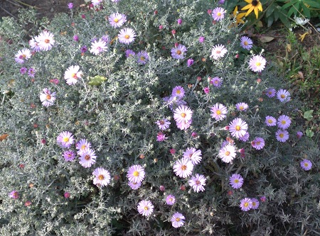 450x333  104 KB. Big one: 4208x3120  5489 KB