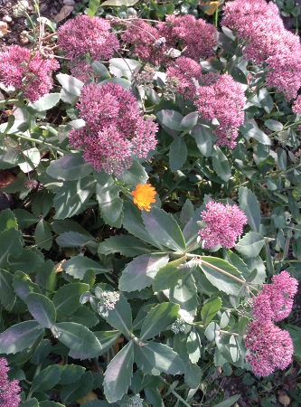 333x450  94 KB. Big one: 3120x4208  4654 KB