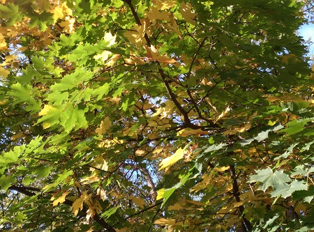 450x333  109 KB. Big one: 4208x3120  5207 KB