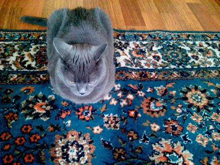 450x338  75 KB. Big one: 2560x1920  1197 KB