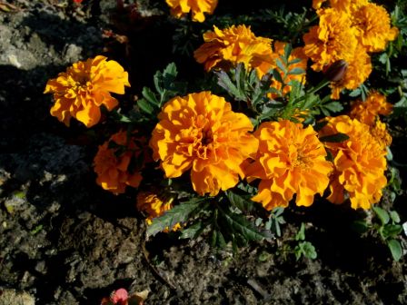 448x336  51 KB. Big one: 3264x2448  1228 KB