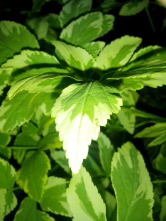 336x448  35 KB. Big one: 2448x3264  984 KB