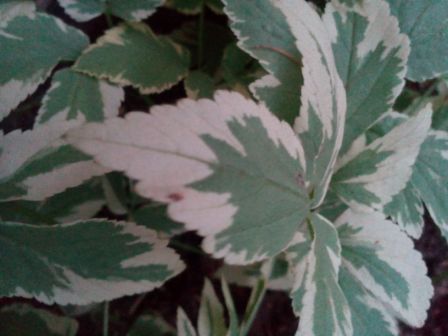 448x336  31 KB. Big one: 3264x2448  821 KB