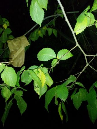 336x448  34 KB. Big one: 2448x3264  678 KB