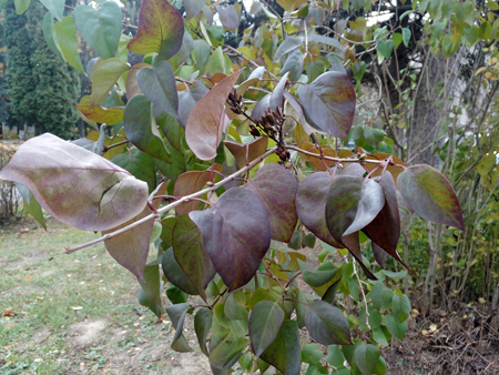 450x338  228 KB. Big one: 4160x3120  4820 KB