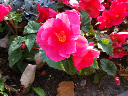 450x338  50 KB. Big one: 4160x3120  3194 KB