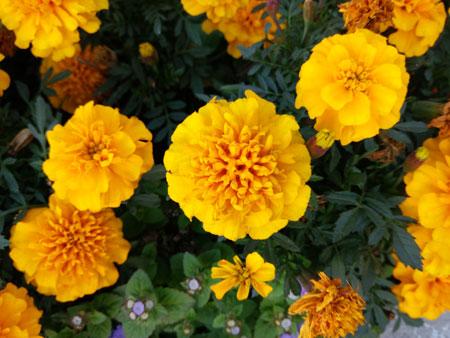 450x338  52 KB. Big one: 4160x3120  2769 KB