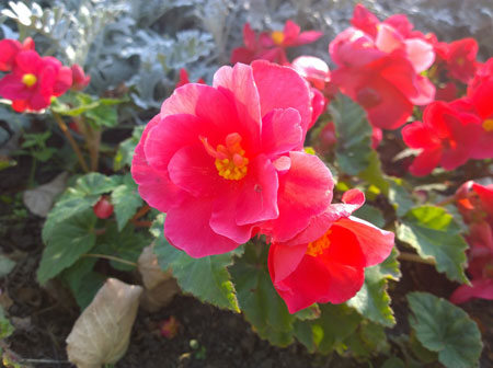 450x336  40 KB. Big one: 2592x1936  1328 KB