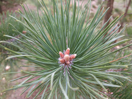 450x338  52 KB. Big one: 4160x3120  3761 KB