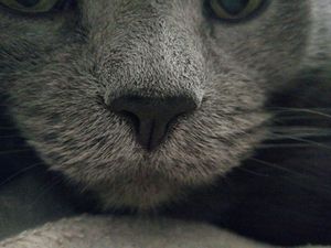 300x225  13 KB. Big one: 4160x3120  3800 KB