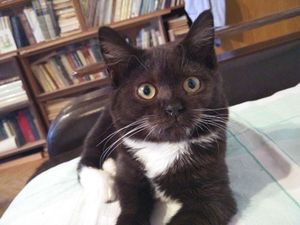 300x225  15 KB. Big one: 4160x3120  3046 KB