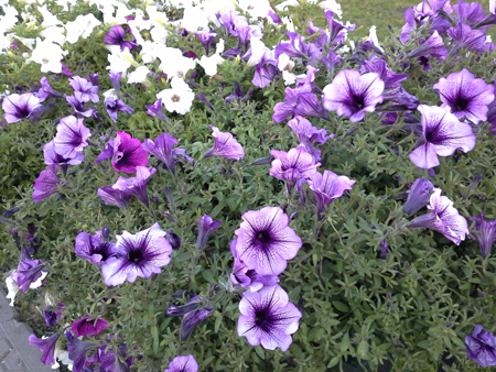 450x338  255 KB. Big one: 2560x1920  2145 KB