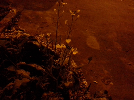 450x338  139 KB. Big one: 2560x1920  1038 KB